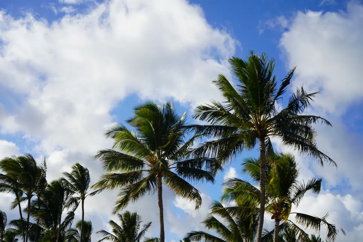 Palm Silhouettes - Oahu, Hawaii, USA
